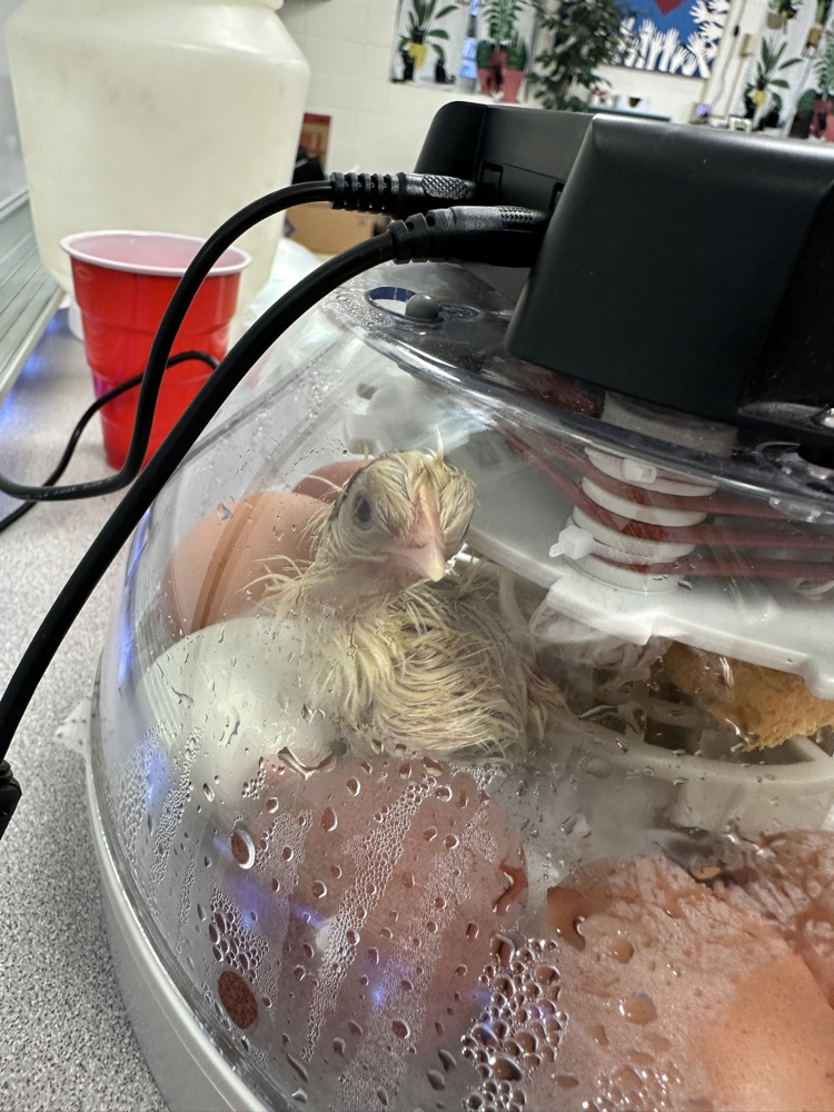 chicken hatched 