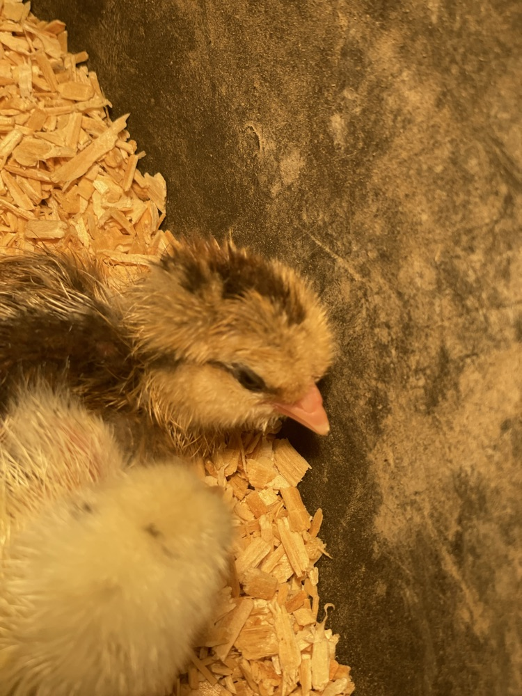 baby chick