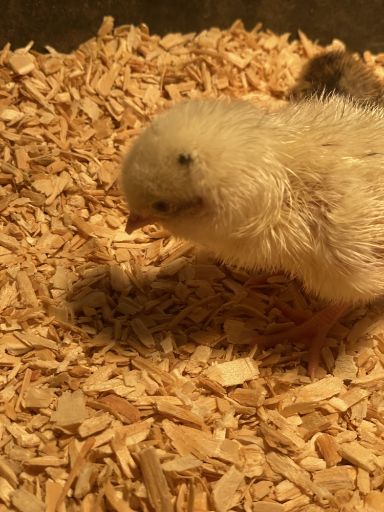 baby chick 
