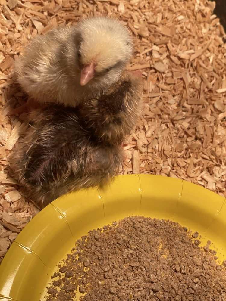 baby chick 