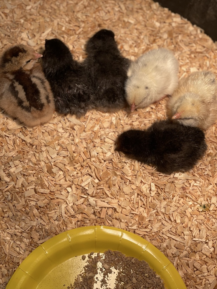 baby chicks 