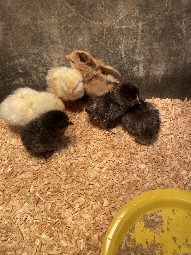baby chicks 