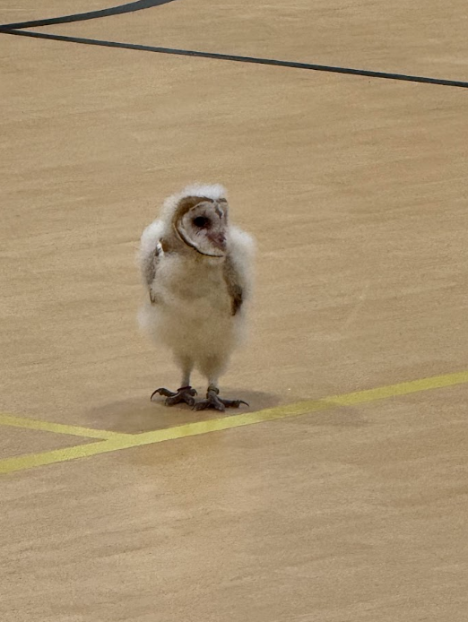 world bird sanctuary