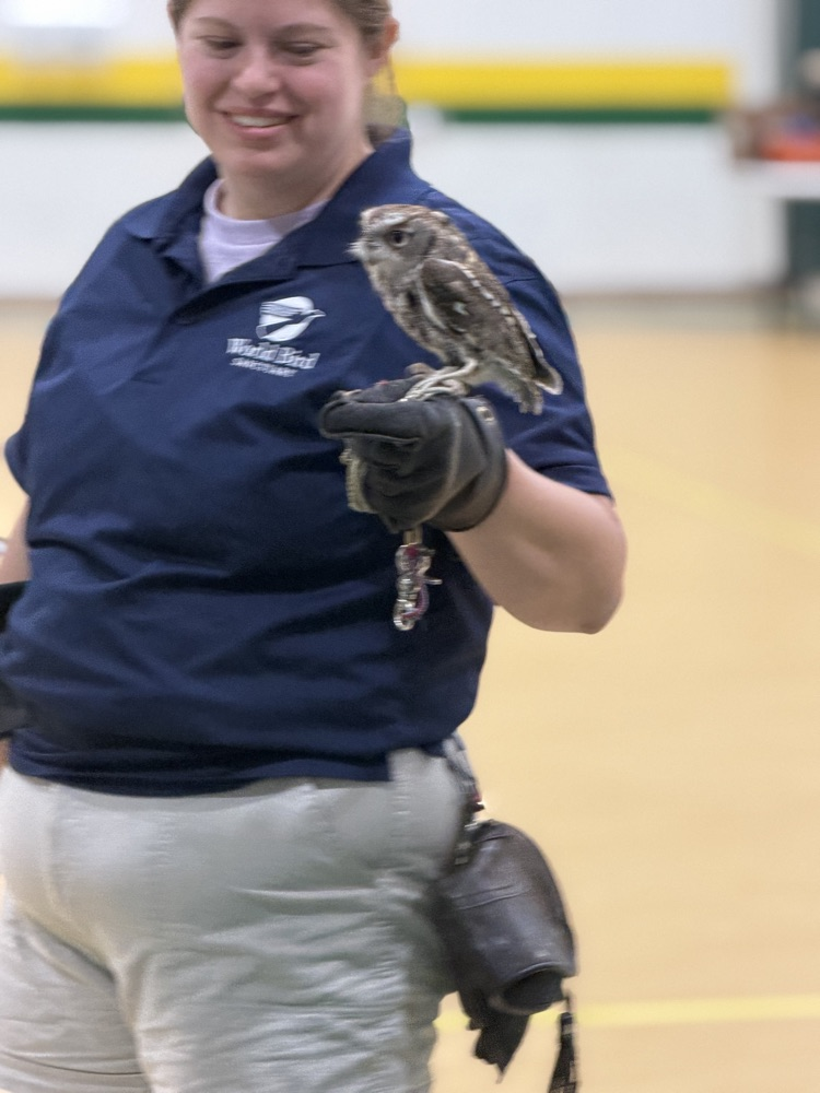 owls