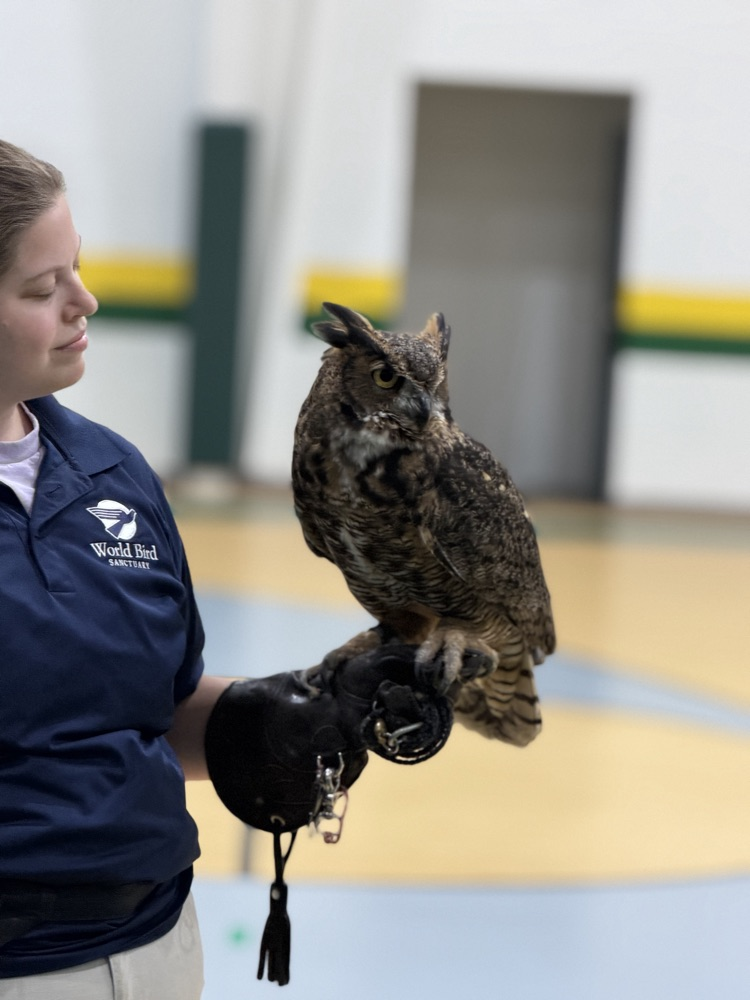 owls
