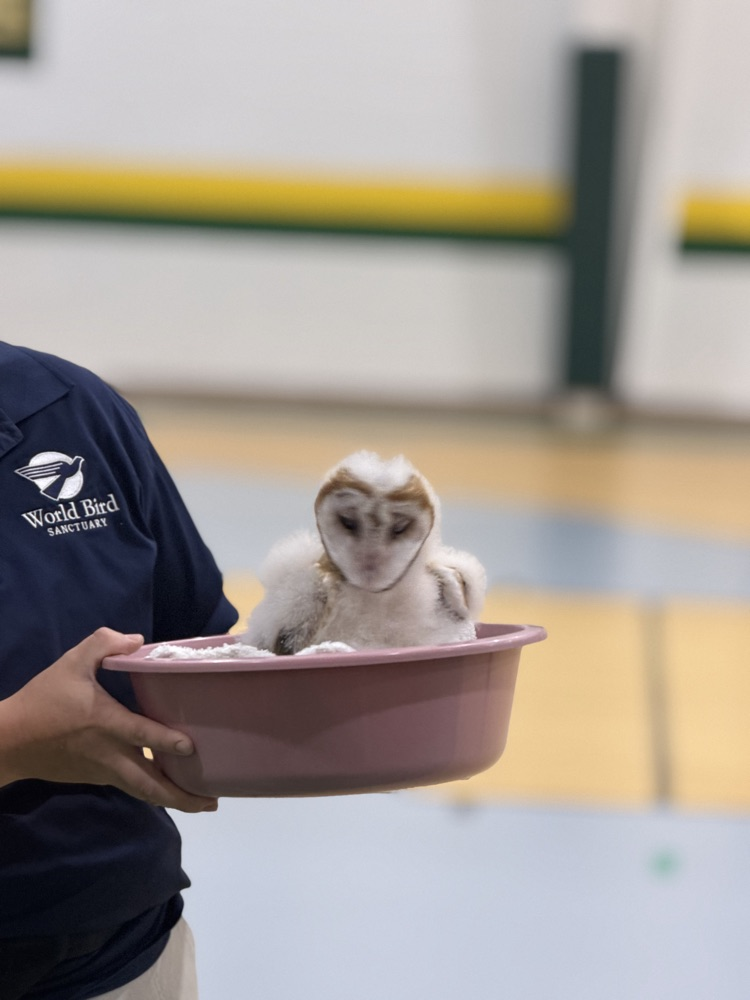 owls