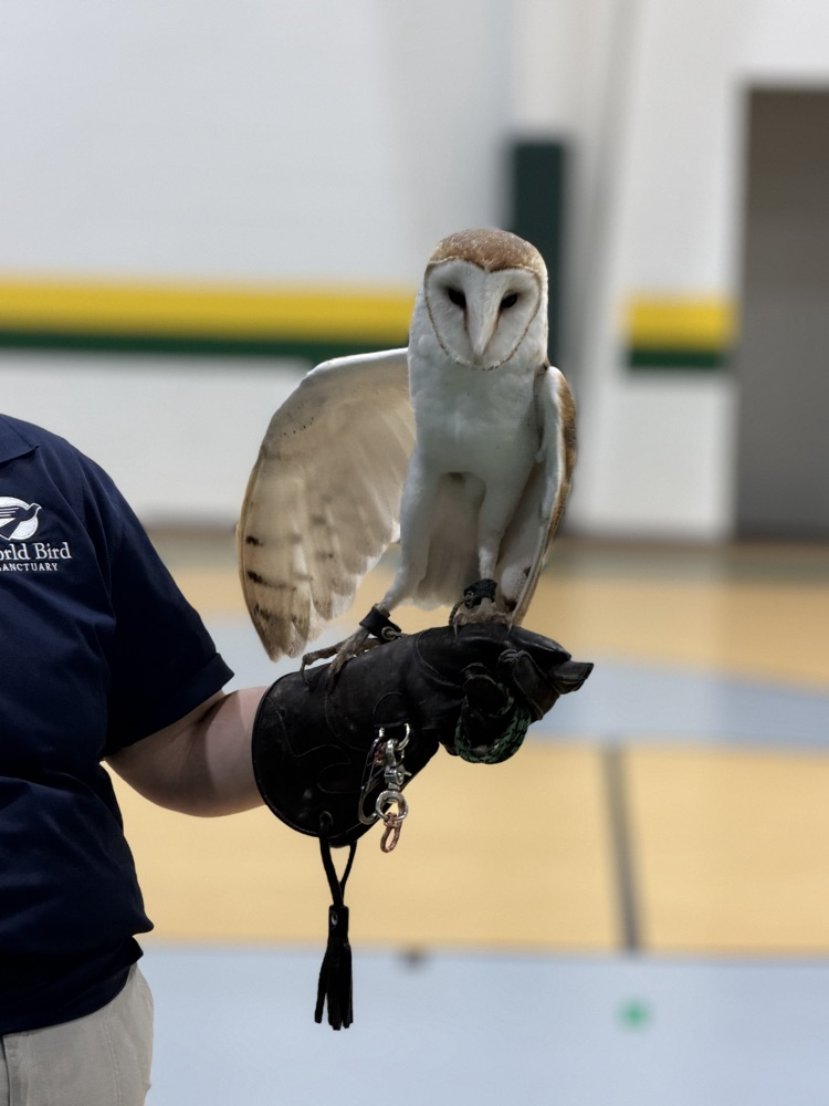 owls