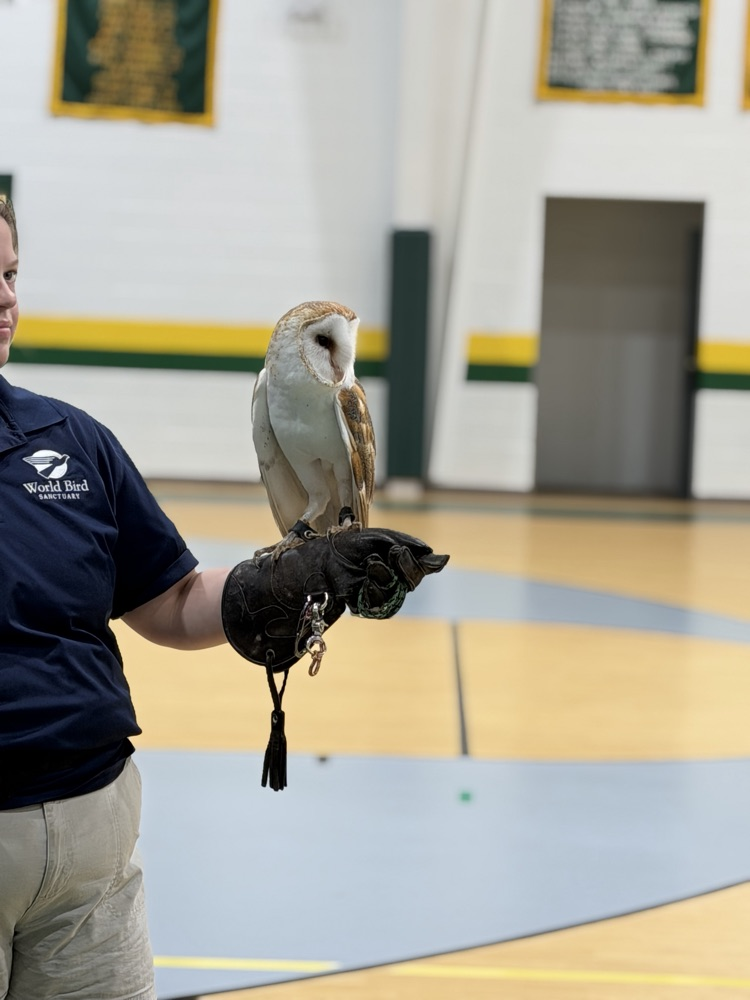owls