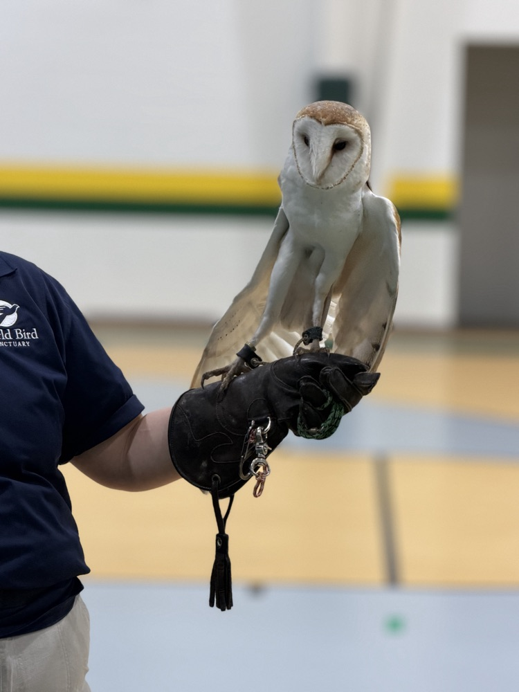 owls
