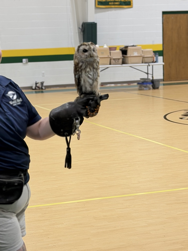 owls