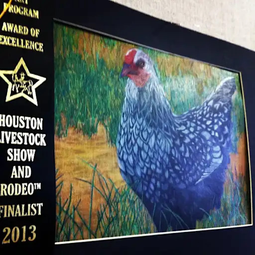 student drawing of a chicken with award ribbon from Houston Rodeo