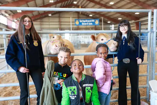 older students holding cows on a leash behind younger students