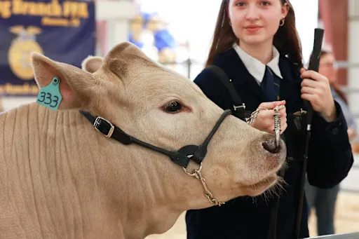 a student holding a leash on a cow