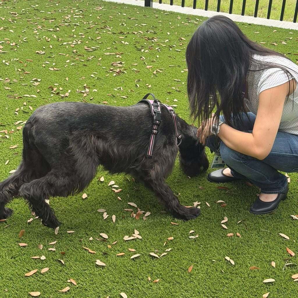 Woman kneeling on grass-like material while petting a black dog with a harness, near a white fence.