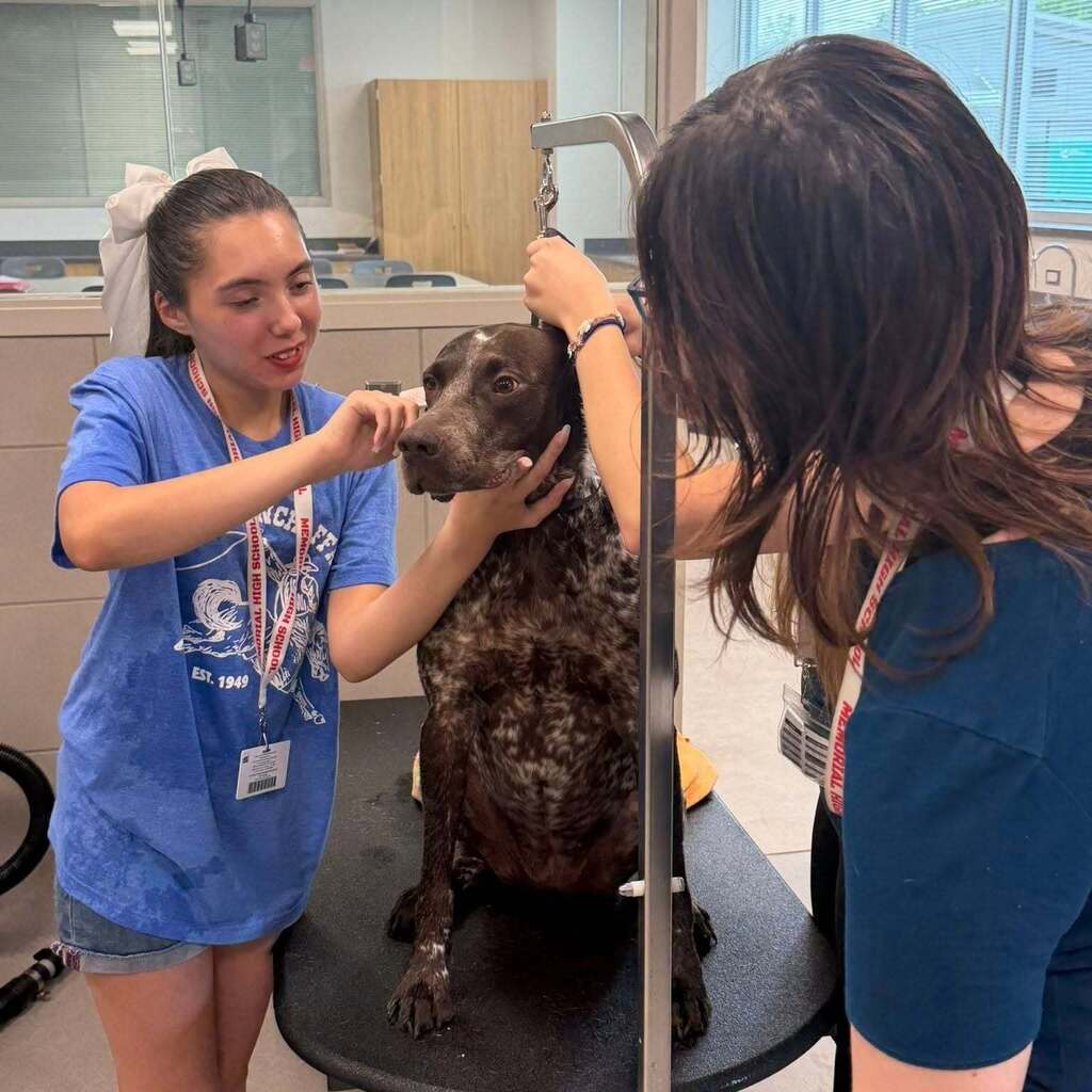 Two people in blue shirts are grooming a dog standing on a grooming table in a clinic.