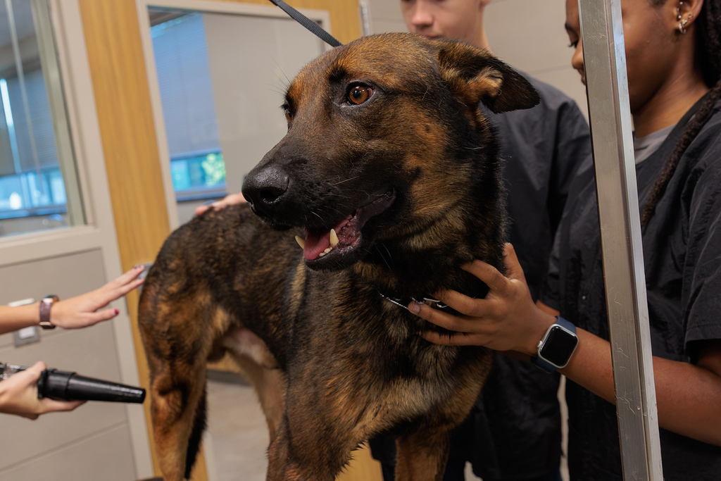 A dog being held by two people, one with a watch, as it stands in a medical setting.