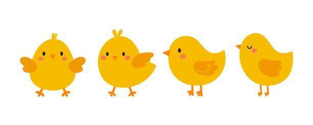 baby chicks no information