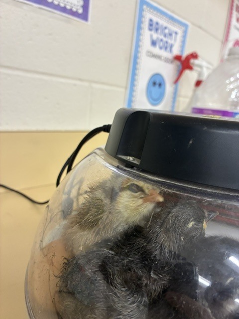 Chick in incubator.