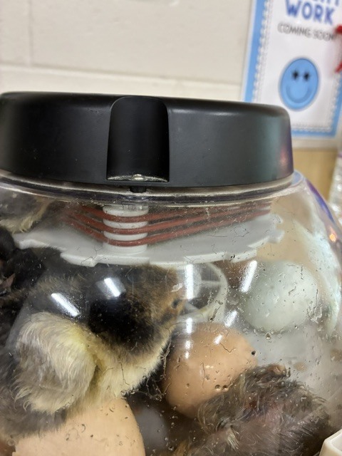 Chick in incubator.