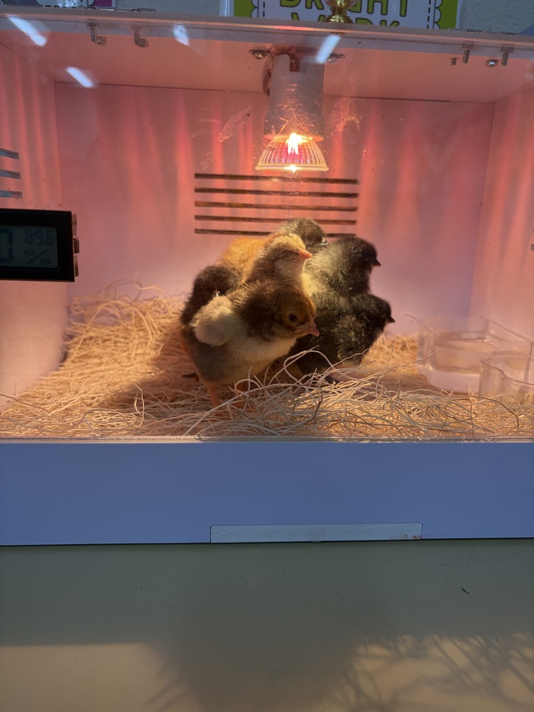 Baby chicks in incubator.