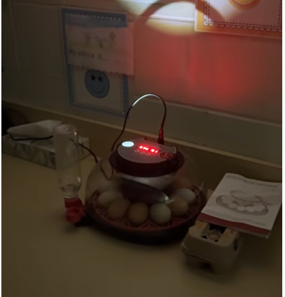 eggs incubating