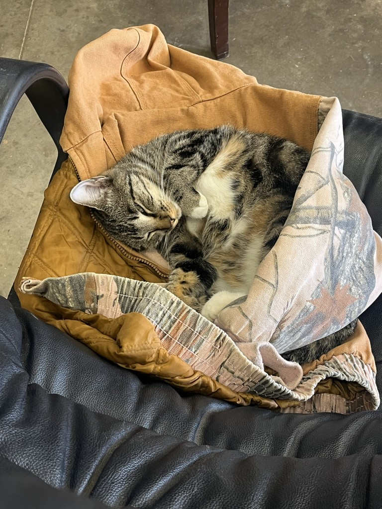 Bus Shop Cat