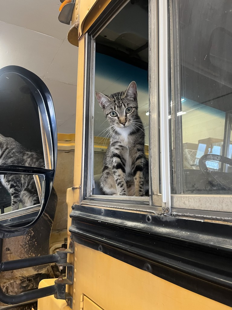Bus Shop Cat