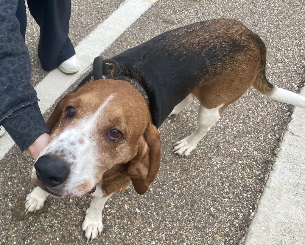 Dog 1