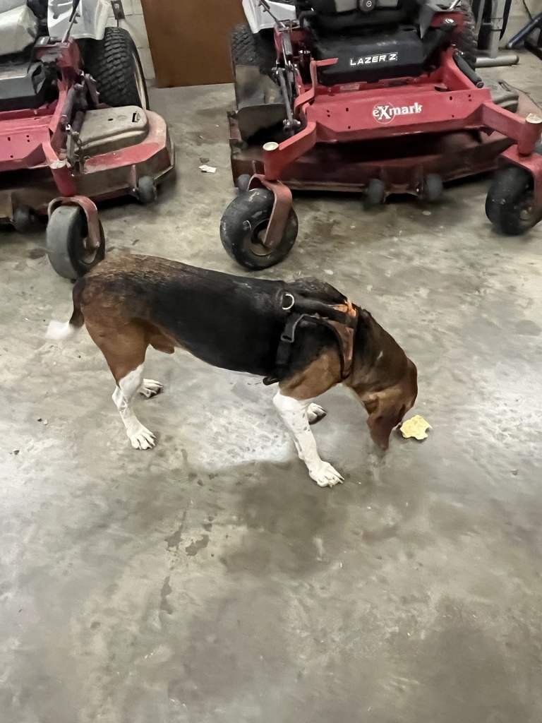 Dog 2