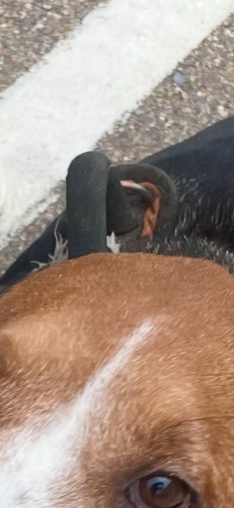 Dog handle
