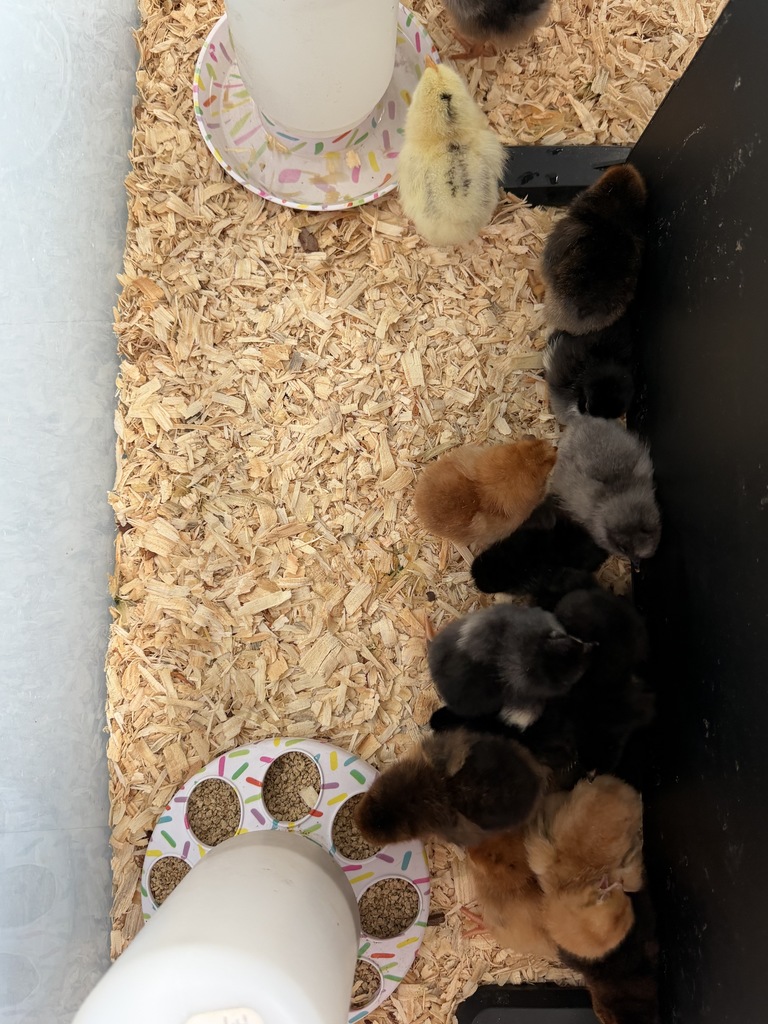 Chicks