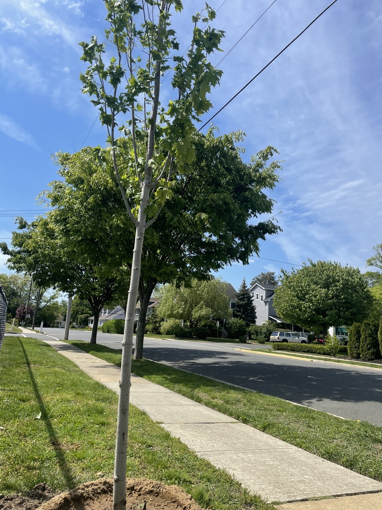 Trees