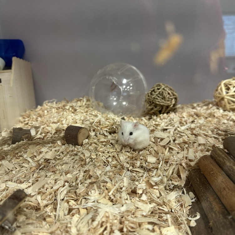 class pet