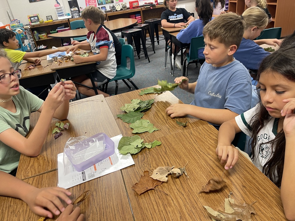 Leaf Packs