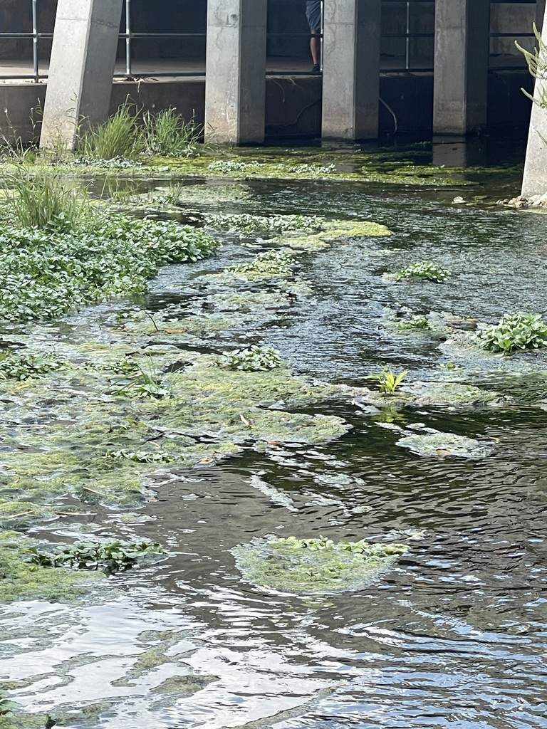 Brush Creek
