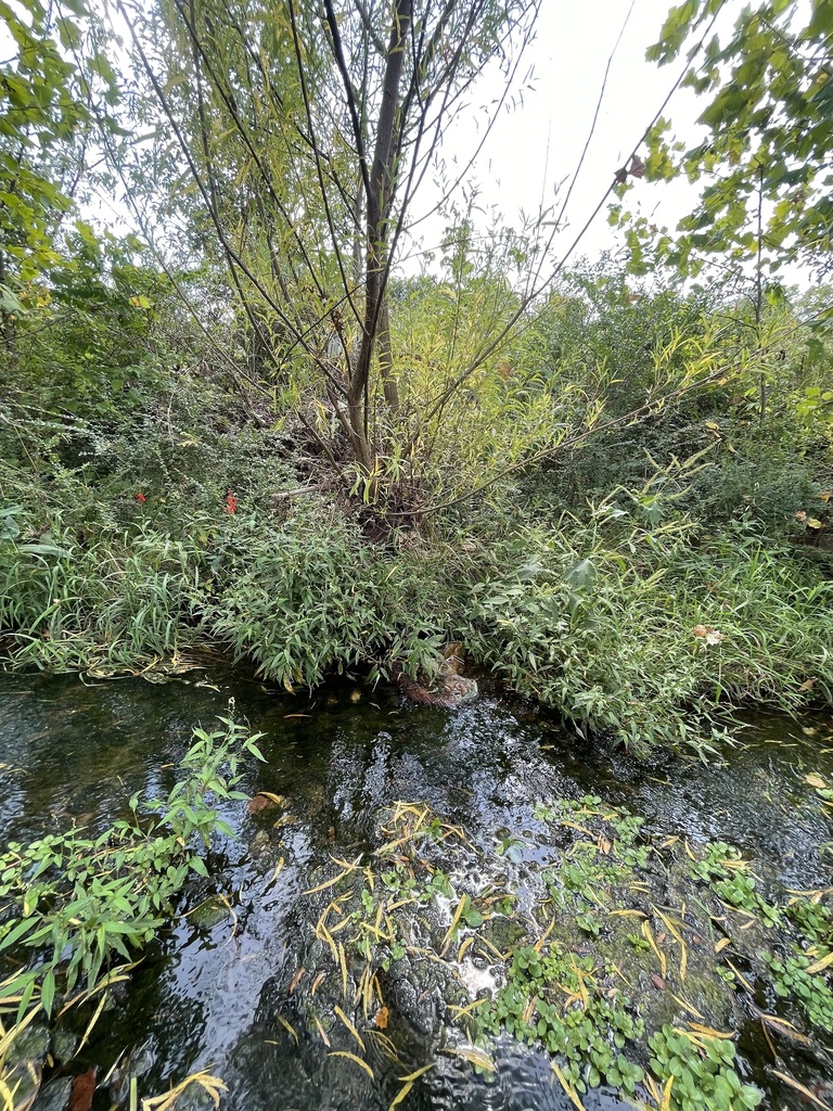 Brush Creek