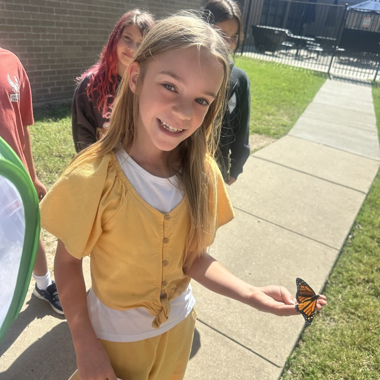 butterfly