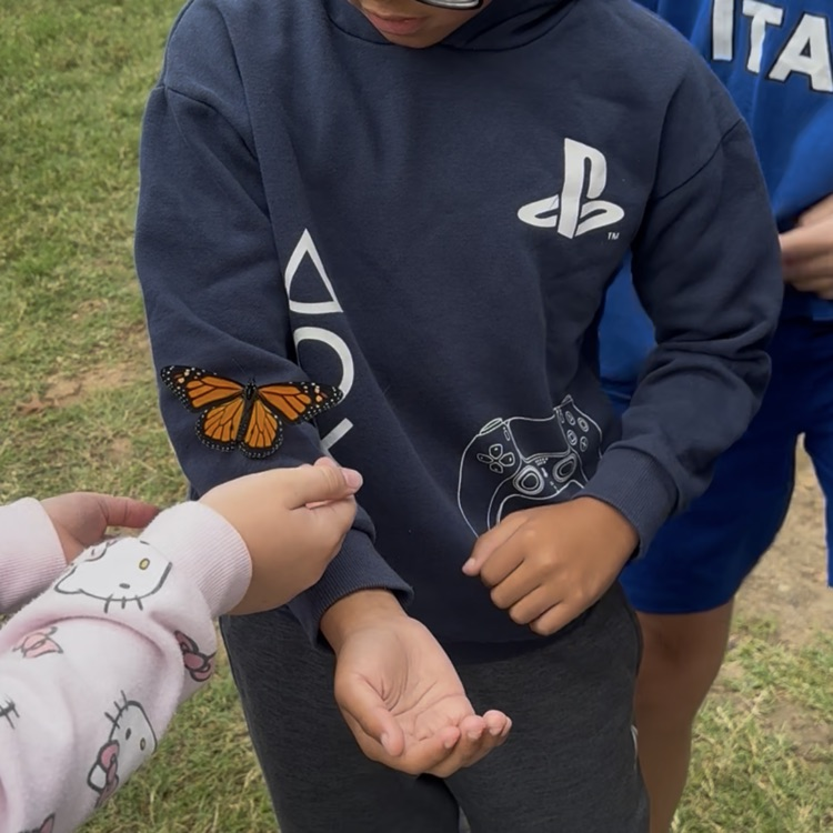 butterfly