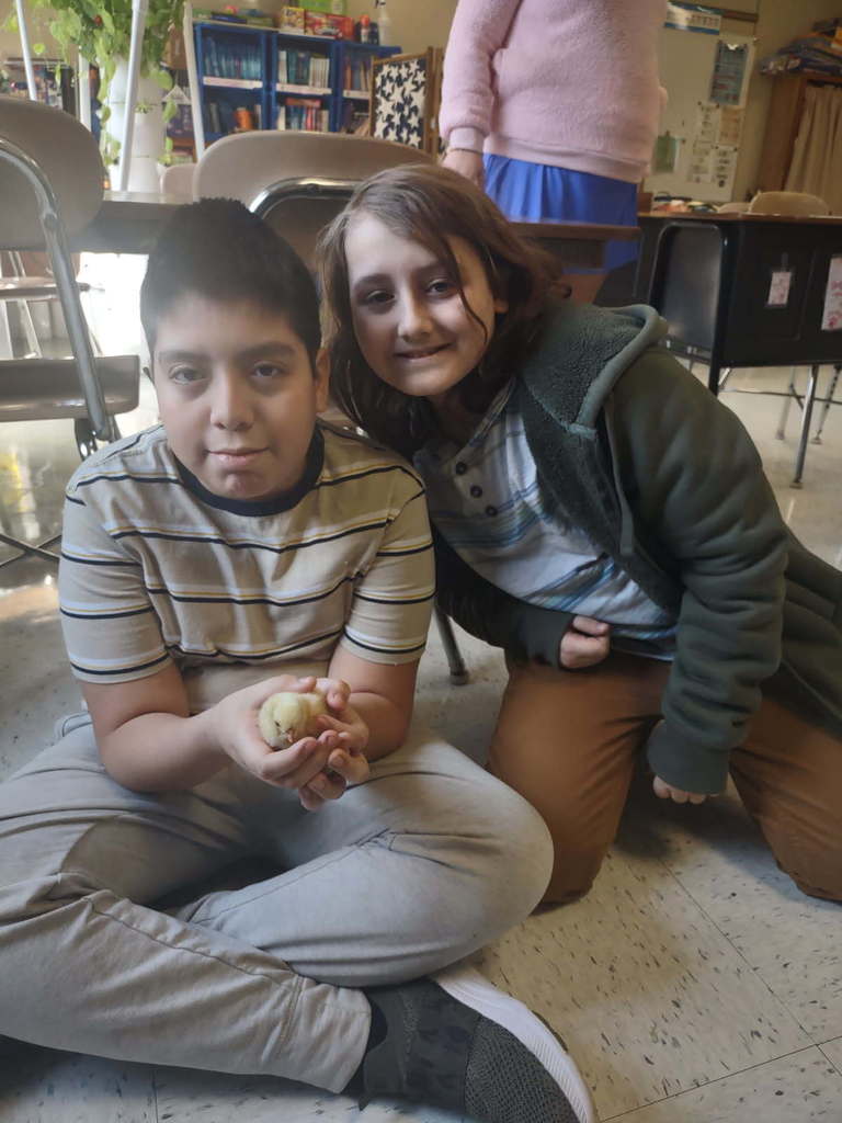 students hold chicks
