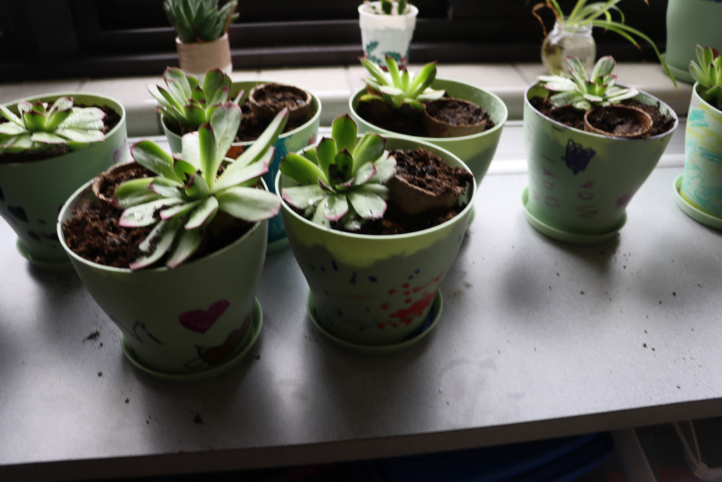 The finished plant pots.