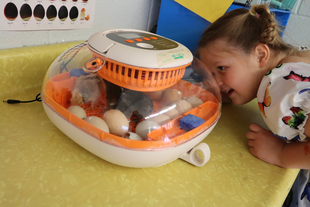 A student looks at the chicks in the incubator. 