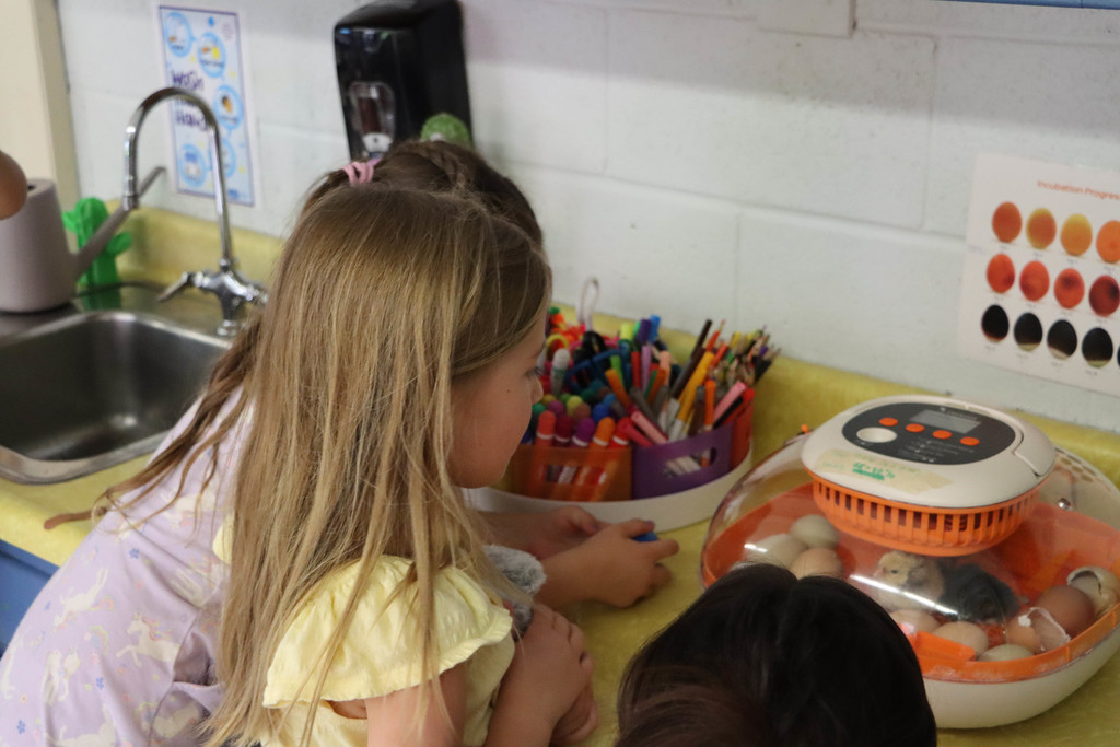 Students look at the chicks in the incubator.