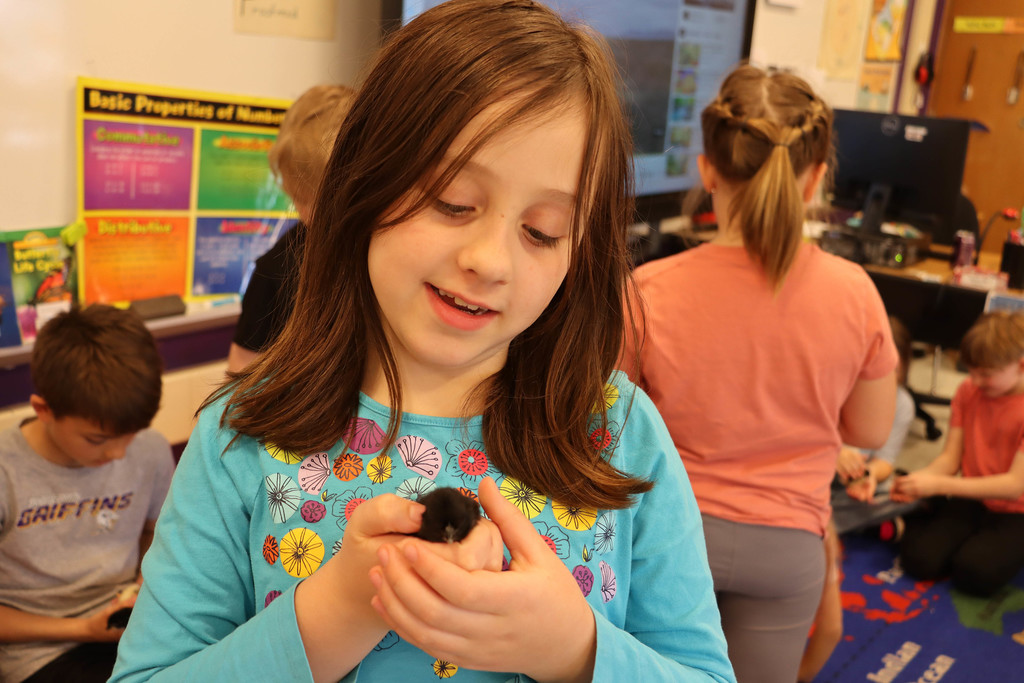 A student holds a chick.