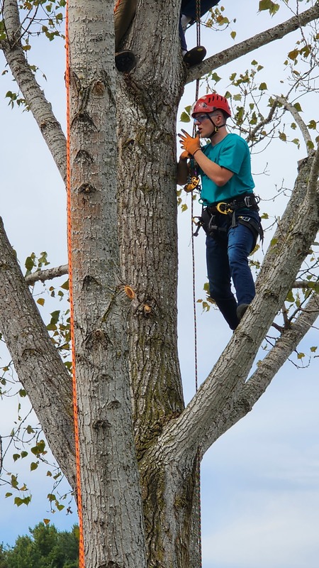 How is the view? Tree Service is not for the faint hearted!