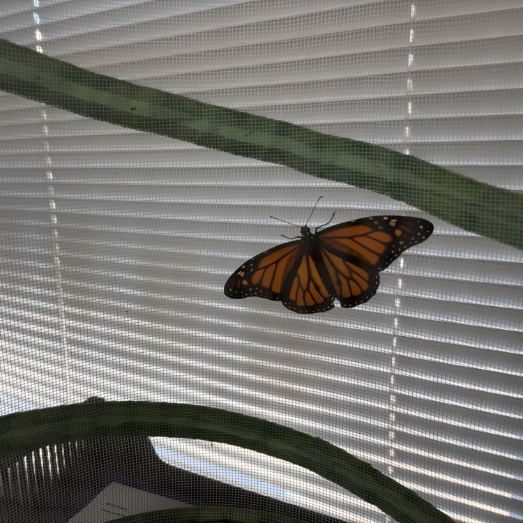 monarch