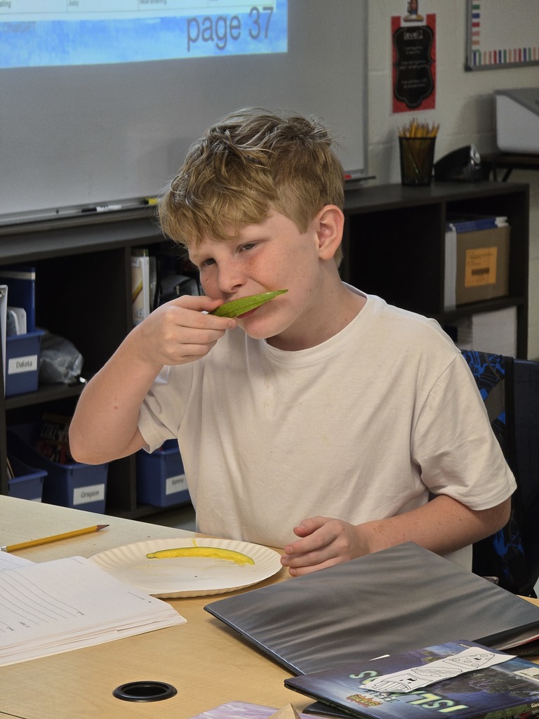 4th Grade explores the sense with mango. 