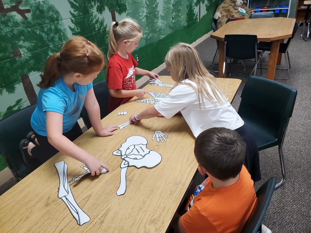 1st grade students created full size skeletons in the library after reading a book about bones.
