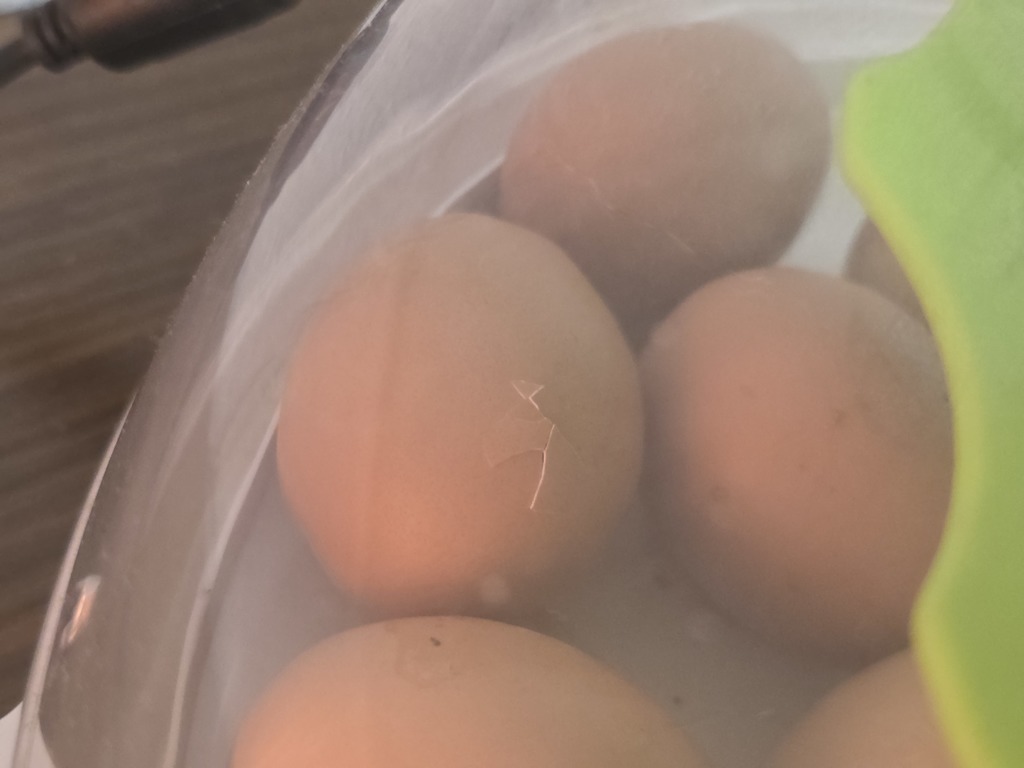 Close-up of a plastic container holding six eggs. The eggs are light brown and appear to be fresh.