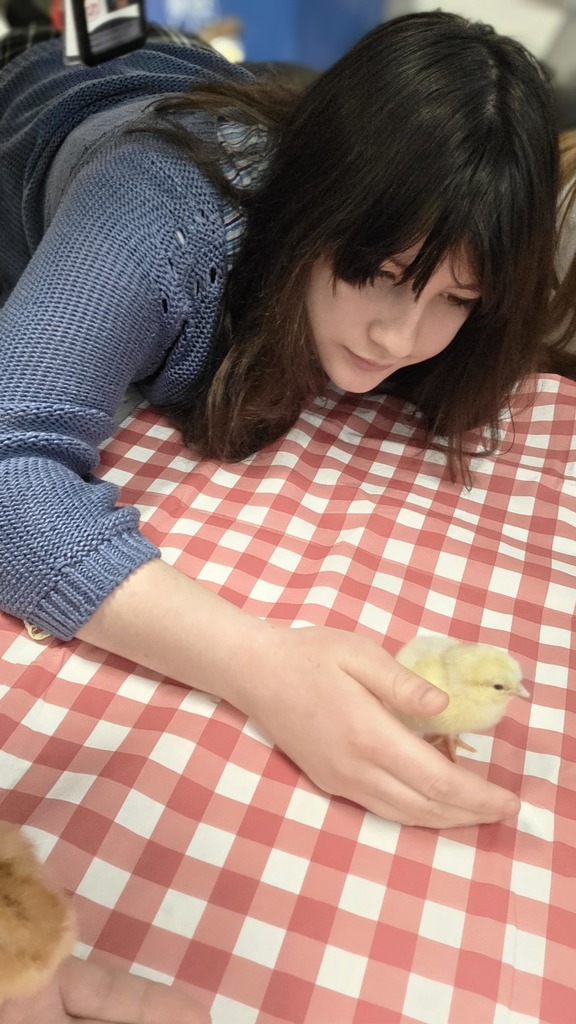 A woman in a blue sweater holds a chick, lying on a red and white checkered tablecloth.