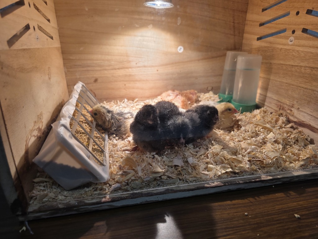 Four chicks rest in a wooden box filled with bedding. A white plastic tray with a light sits nearby.